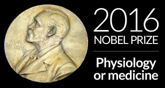 2016 nobel prize in physiology or medicine