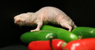naked mole rat