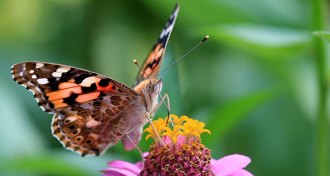painted lady butterfly