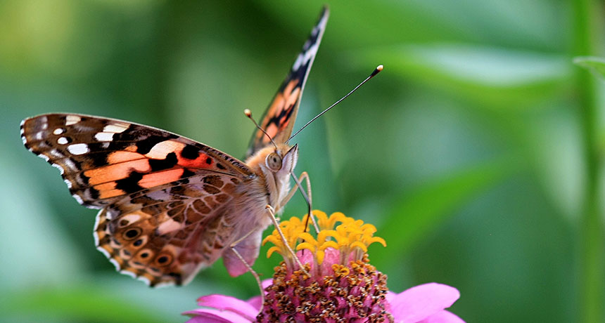 painted lady butterfly