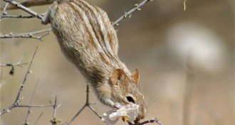 an african striped mouse