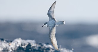 blue petrel