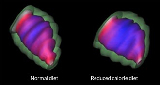 MRI of baboon hearts