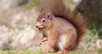 red squirrel
