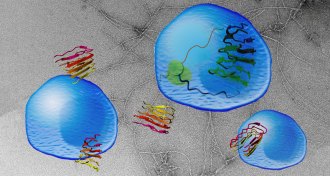 illustration of vascin