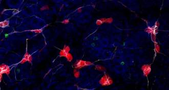 mouse nerve cells