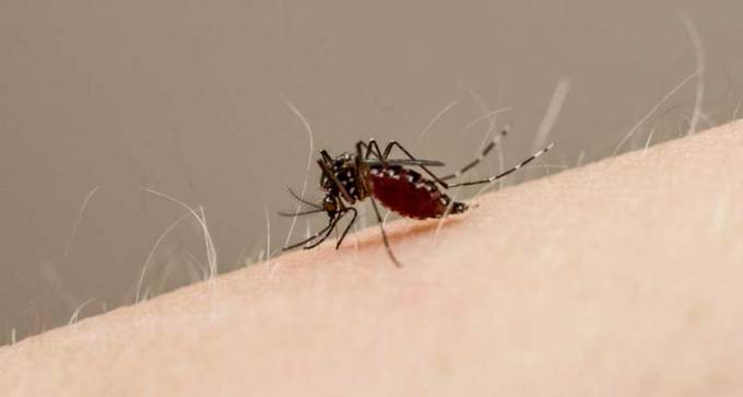 Aedes aegypti mosquito