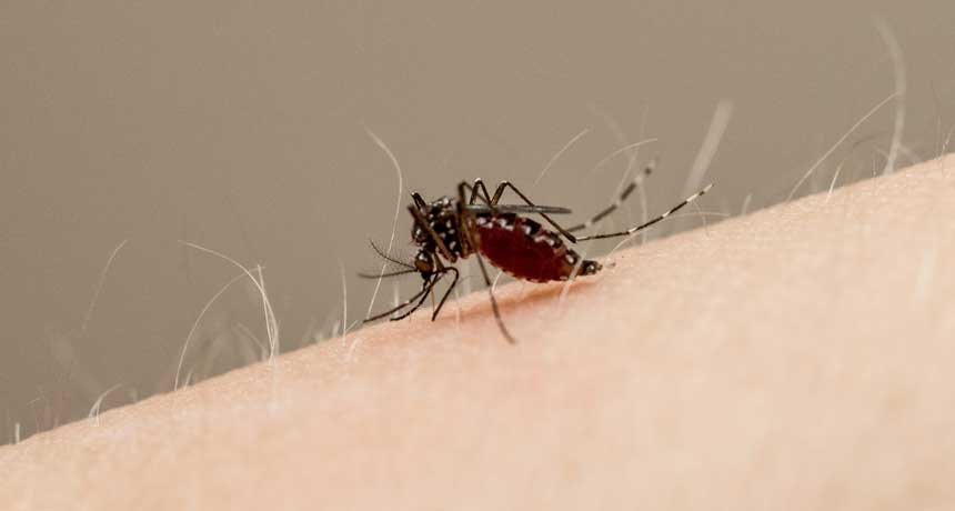 Aedes aegypti mosquito