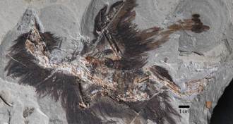 fossil of Eoconfuciusornis
