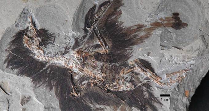 fossil of Eoconfuciusornis