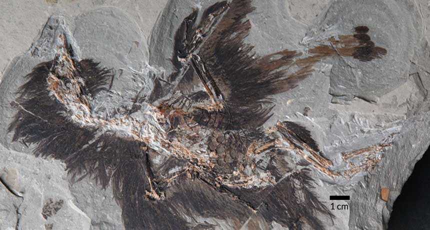 fossil of Eoconfuciusornis