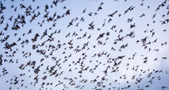 Brazilian free-tailed bats