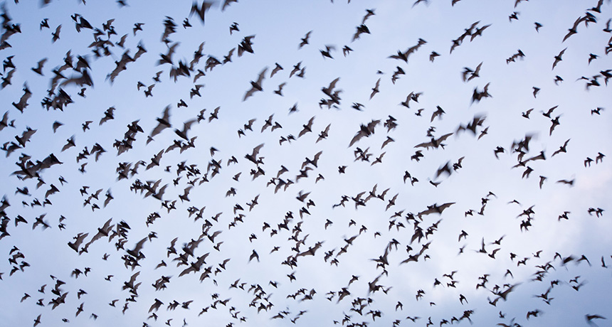 Brazilian free-tailed bats