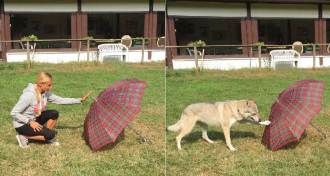 experiment with dog and umbrella