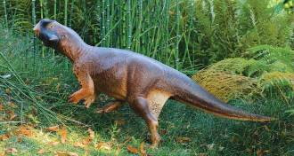 Psittacosaurus