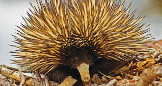 short-beaked echidna