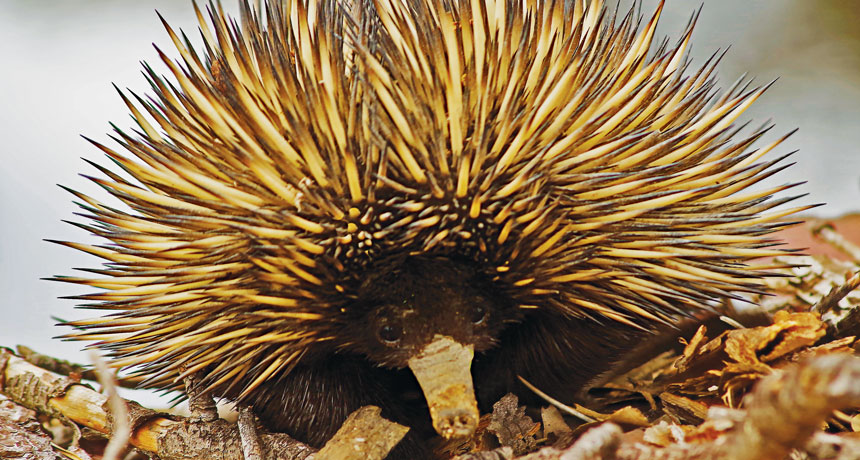 short-beaked echidna
