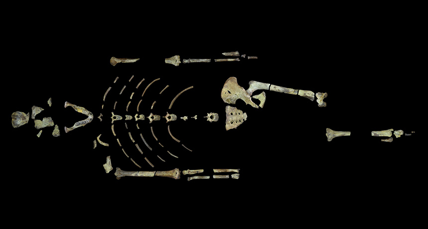 lucy fossil