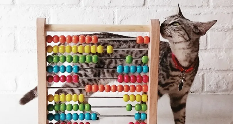 cat with abacus