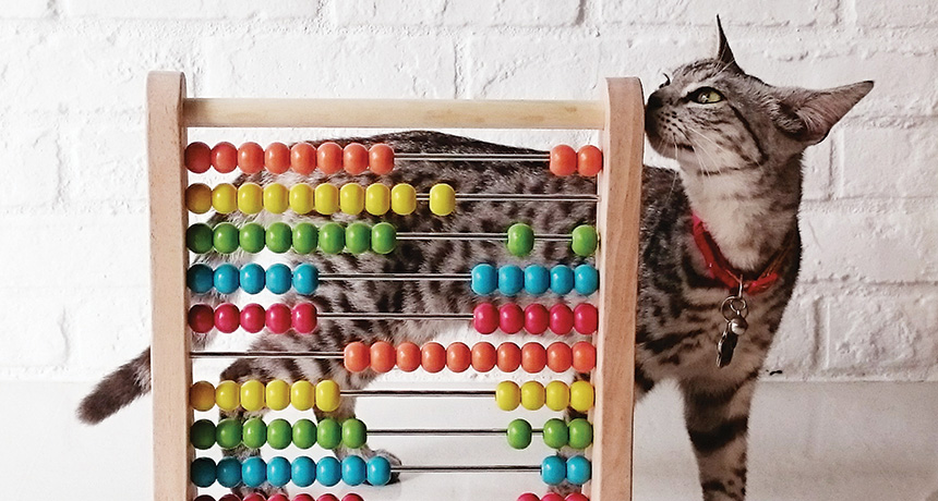 cat with abacus