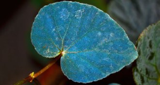 blue begonia leaf