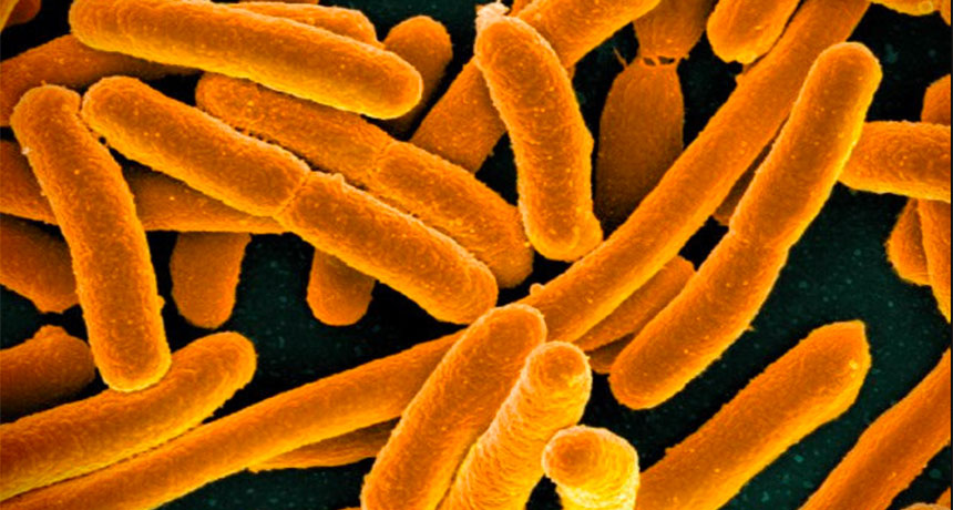 E.coli