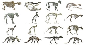 animal skeletons