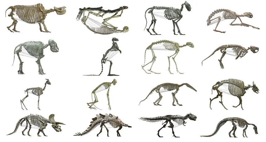 animal skeletons
