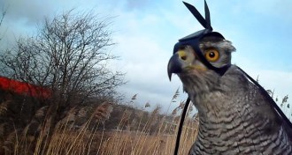 Shinta the northern goshawk