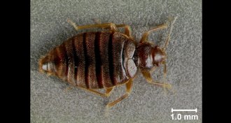 tropical bedbug