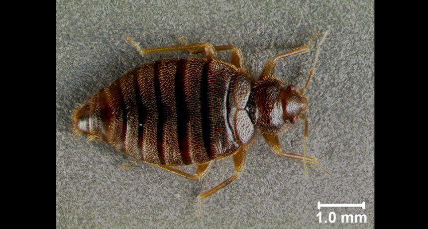 tropical bedbug