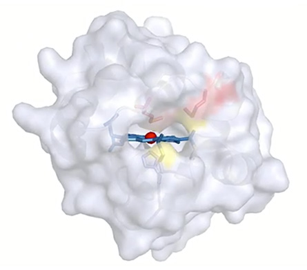cytochrome c enzyme
