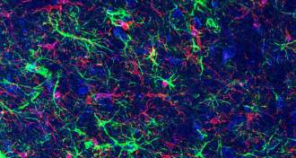 mouse microglia