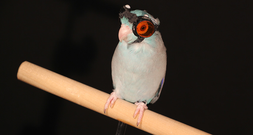 Pacific parrotlet in laser goggles