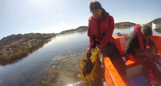 checking arctic kelp