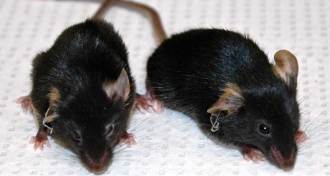 aging mice