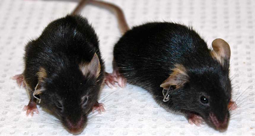 aging mice