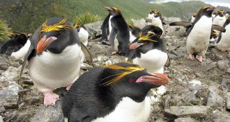 macaroni penguins