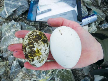 two penguin eggs