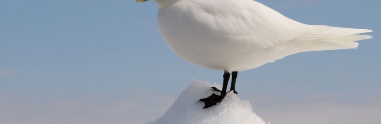 ivory gull