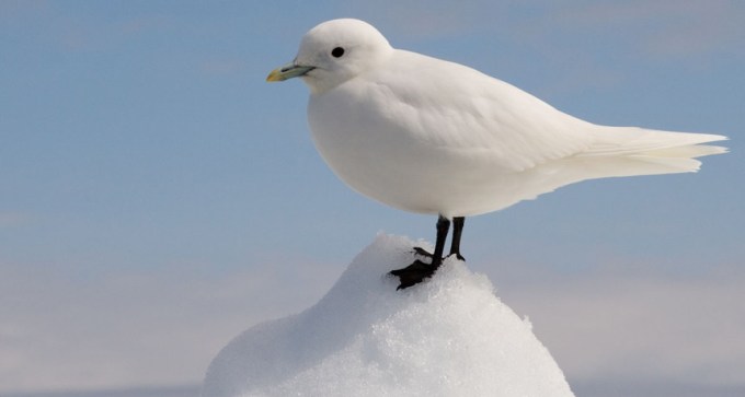 ivory gull