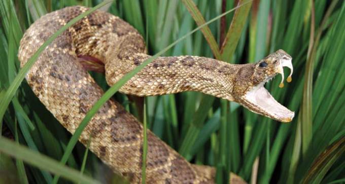 rattlesnake