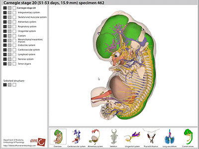 animation of embryo website