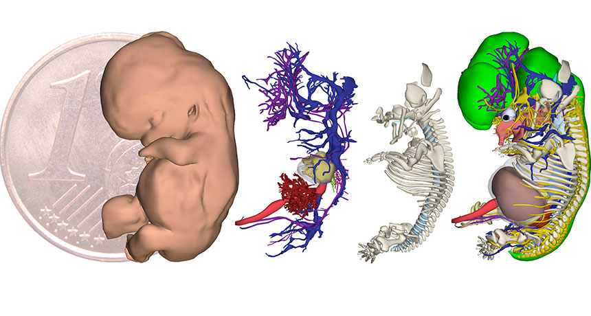 illustration of different systems of a 9.5 week old baby