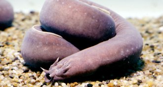 hagfish