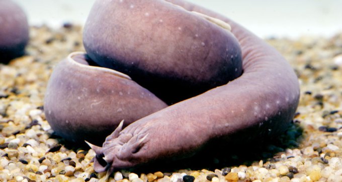 hagfish