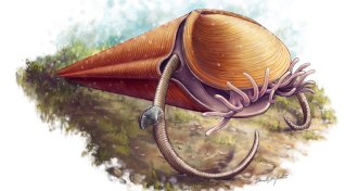 illustration of a hyolith