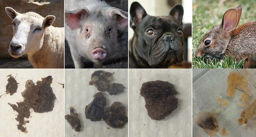 animals and their earwax