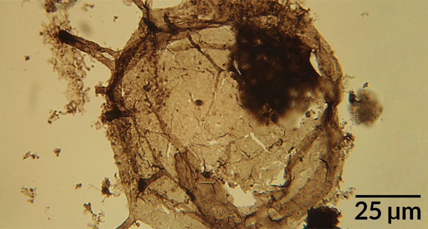 fossil eukaryote