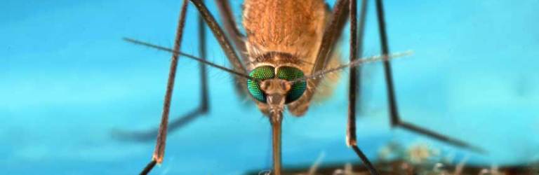 Anopheles gambiae mosquito